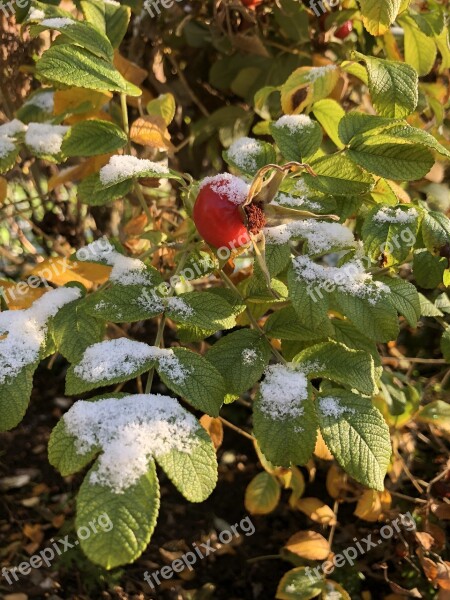 Rose Hip Snow Autumn Free Photos