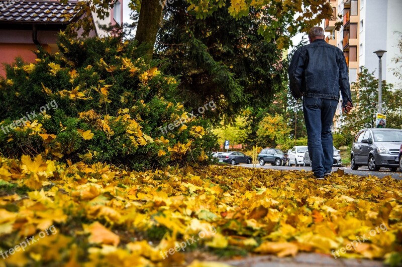 Street Autumn Walkway Foliage Yellow