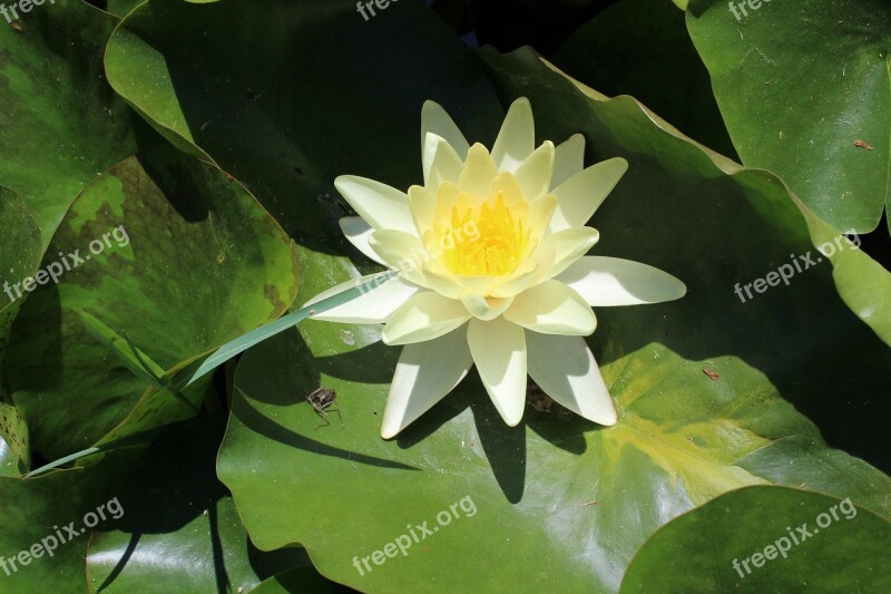 Lake Trasimeno Island Polvese Water Lilies