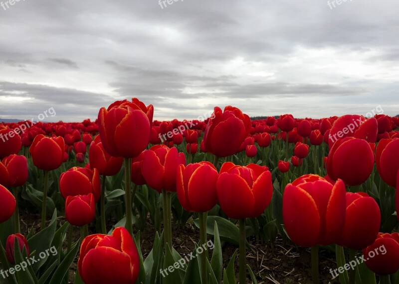 Tulips Flowers Red Mt Vernon Washington