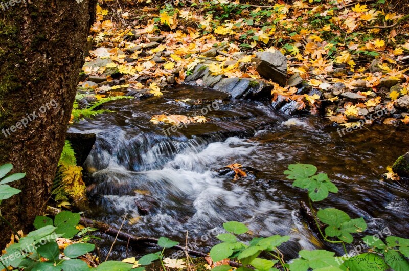 Creek Stream Water Nature Scenic