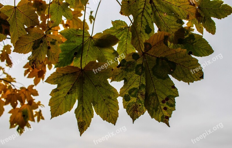 Autumn Leaves Colorful Trist Hell