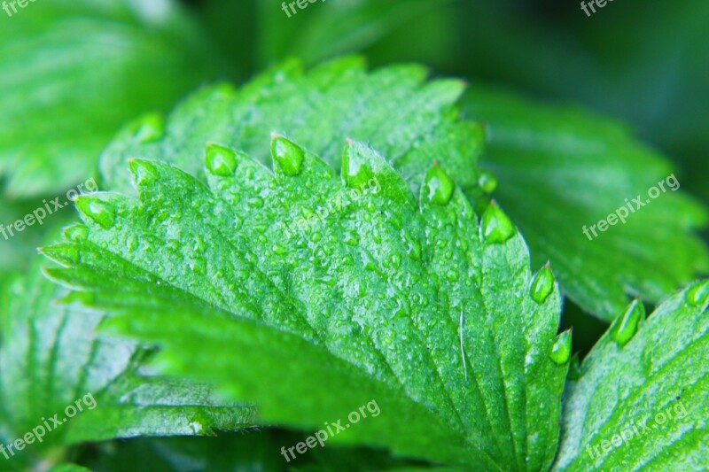 Leaf Green Green Leaf Nature Garden