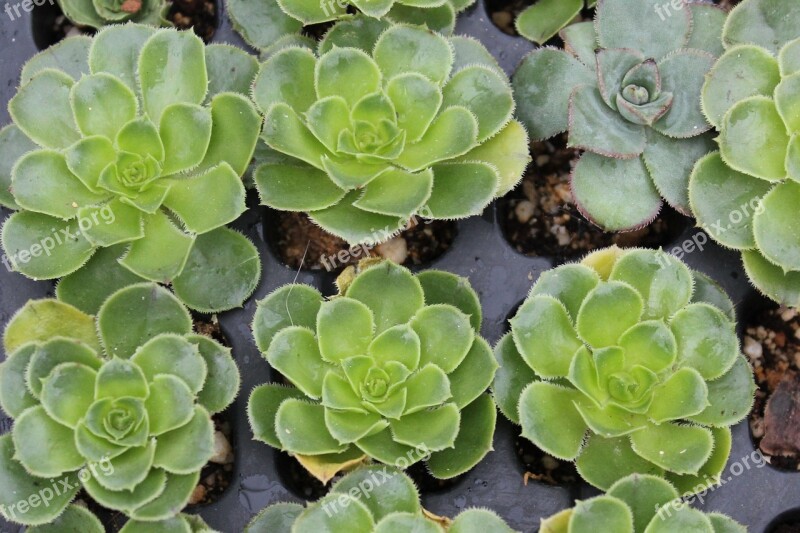 He Aeonium Cuttings Succulent Gardening Plant