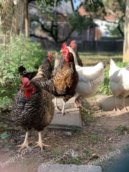 Chickens Autumn Chicken Poultry Stall