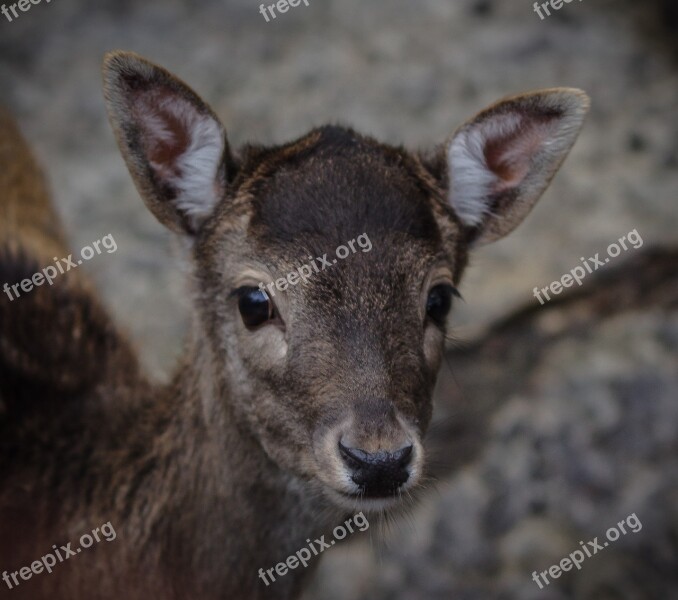 Red Deer Roe Deer Wild Nature Animal