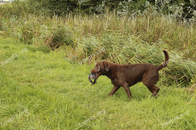 Chesapeake Bay Retriever Dog Hunting