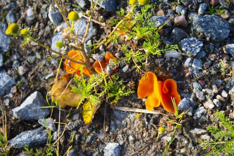 Mushroom Autumn Forest Orange Discovered