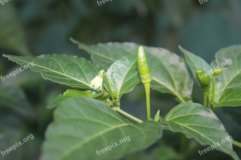 Tabasco Aji Plant Free Photos