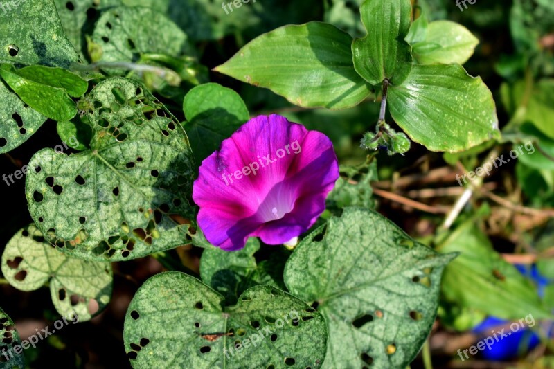 Carolina Flower Plant Spring Flora