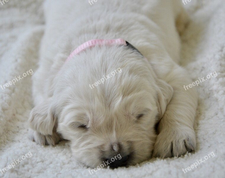 Puppy Golden Retriever Puppy Puppy Female Pink Animal Portrait