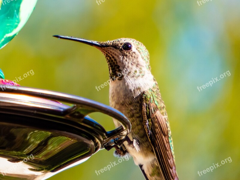 Hummingbird Nature Backyard Bird Wildlife