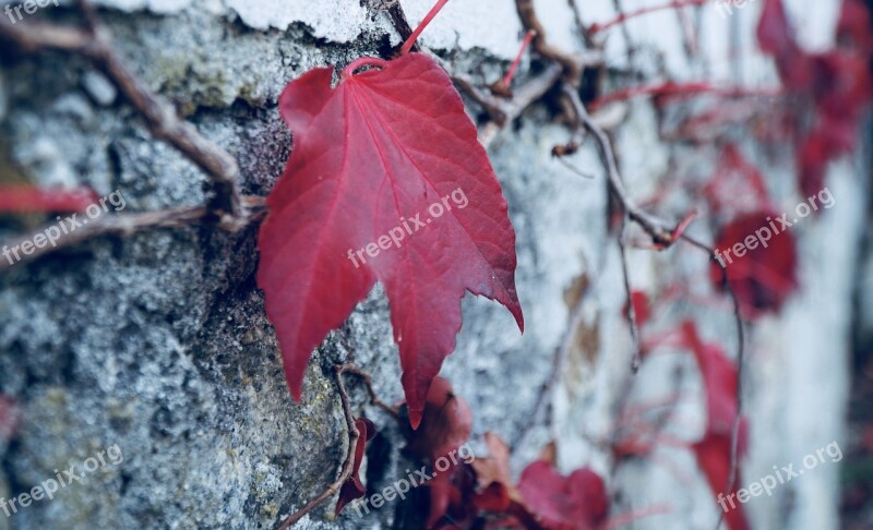 Autumn Late Autumn Maple The Leaves Red Leaves