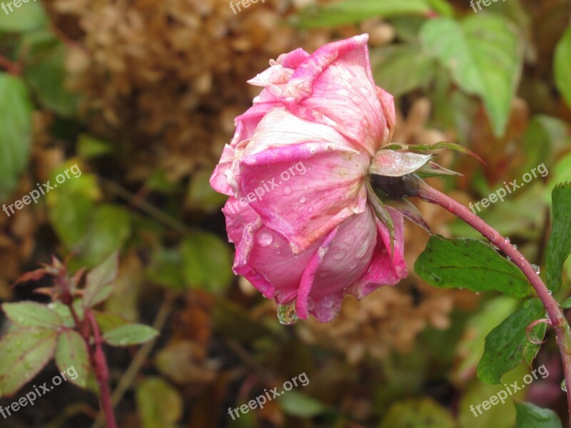 Rose Flower Nature Rain Pink