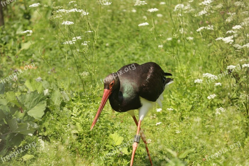 Black Stork Tierpark Berlin-grünau Cumberland Wildlife Park Bird Austria