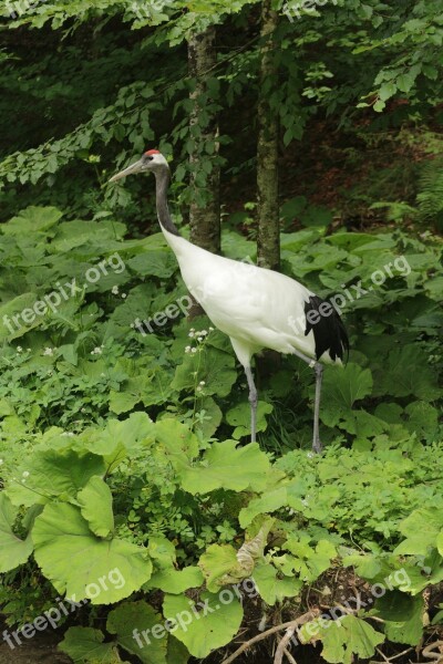 Chinese Crane Tierpark Berlin-grünau Cumberland Wildlife Park Austria Almtal