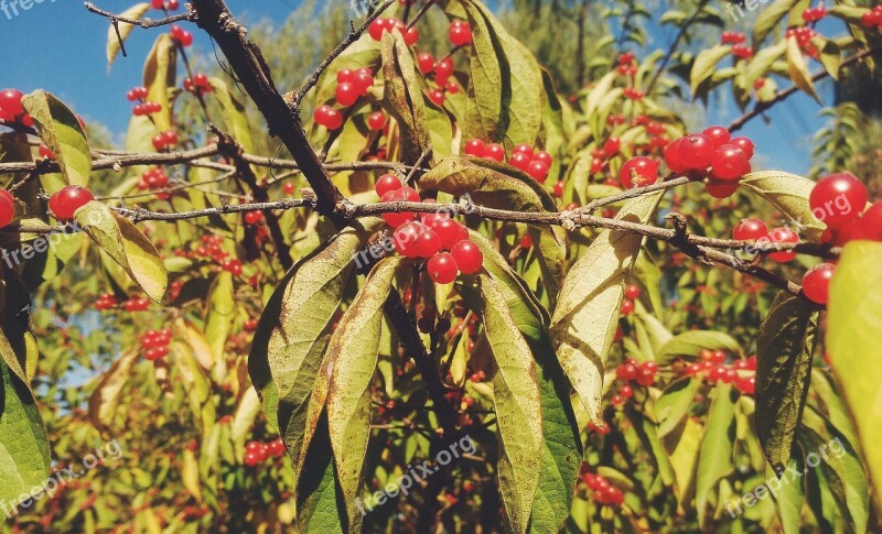 Red Fruits Autumn Early Autumn Fruit Red