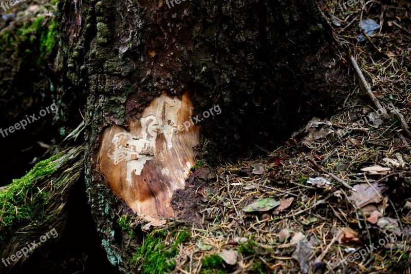 Bark Beetles Bark Tree Pest Structure