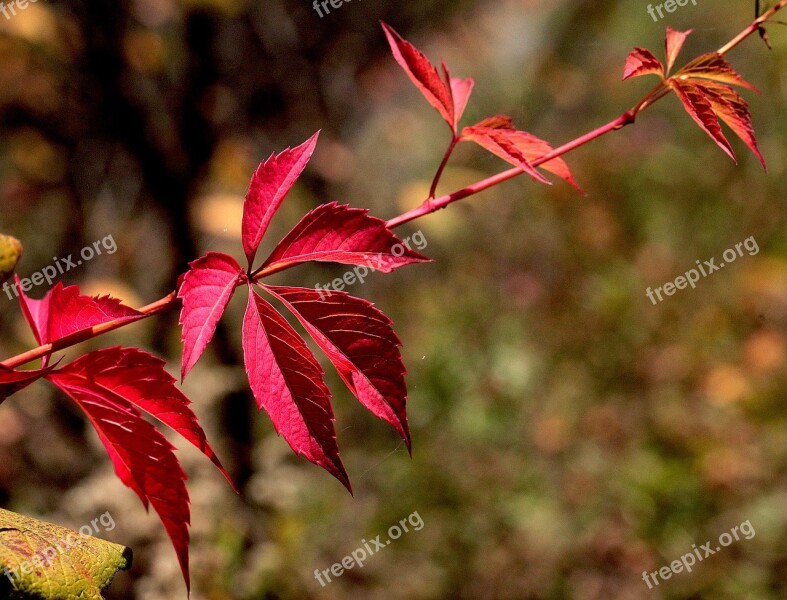 Clematis Plant Clematis Ivy Wild Wine Red