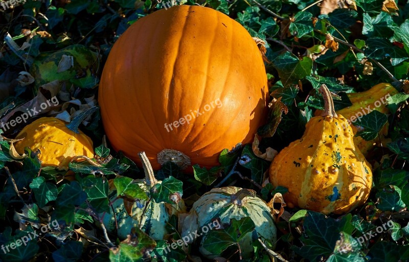 Pumpkins Autumn Decoration Decorative Squashes Harvest