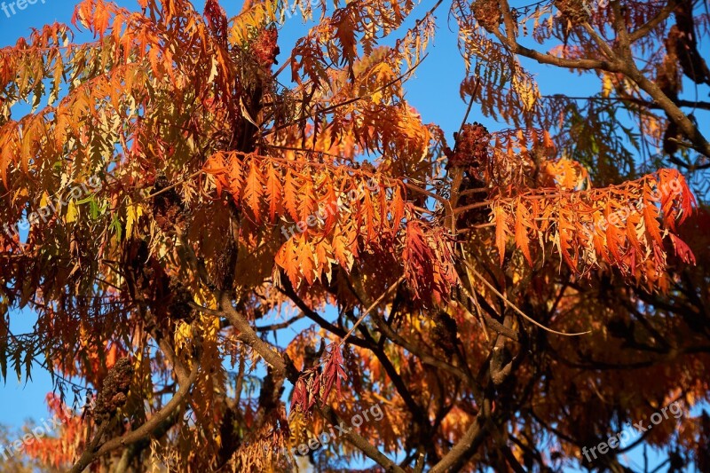 Rispiger Bubbles Tree Koelreuteria Paniculata Autumn Tree Fall Color