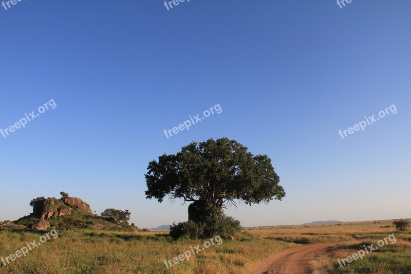 Landscape Tree Nature Still Safari