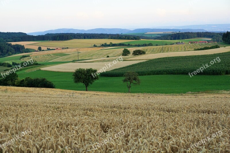 Grain Field Bread Summer Hegau