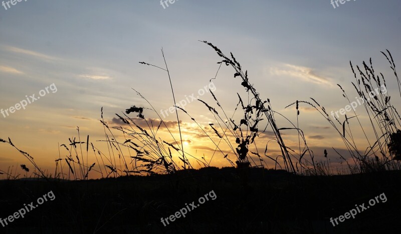 Grain Field Bread Summer Hegau