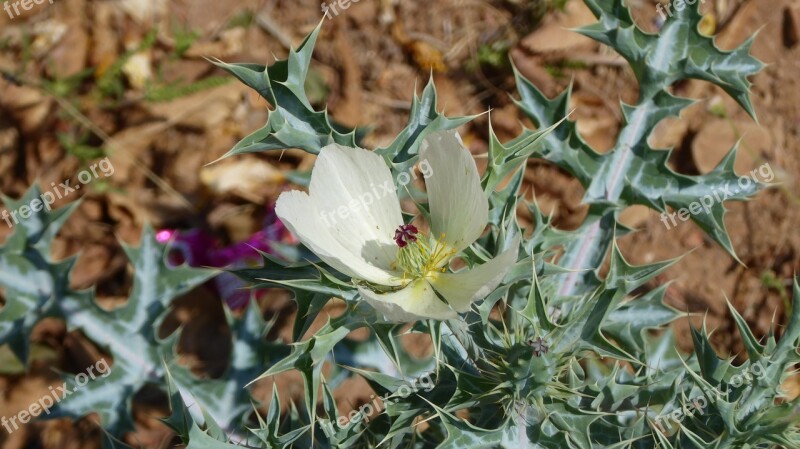 Namibia Plant Desert Nature Green