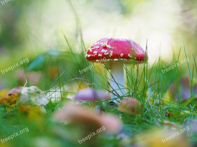 Mushroom Fly Agaric Red Toxic Autumn