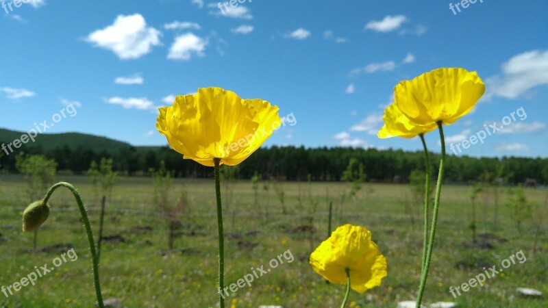 Grasslands Flower Hulunbuir Free Photos