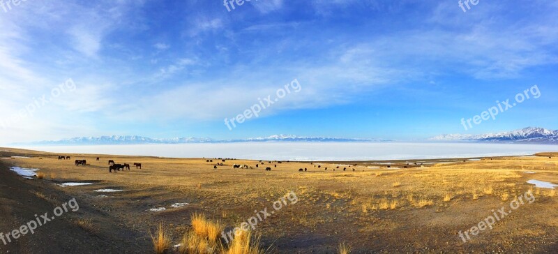 In Xinjiang Sailimu Lake Prairie Snow Mountain Cow