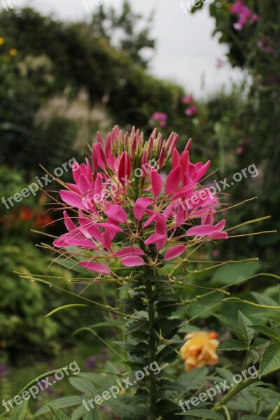 Cleome Kattesnor Flower Pink Garden Romantic