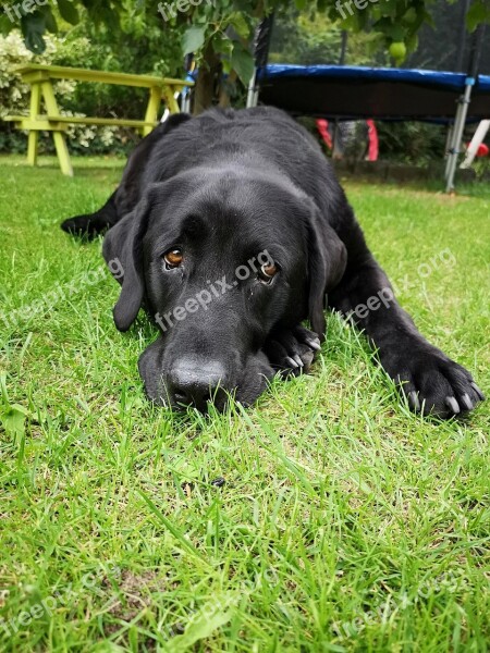 Dog Animal Black Labrador Pet