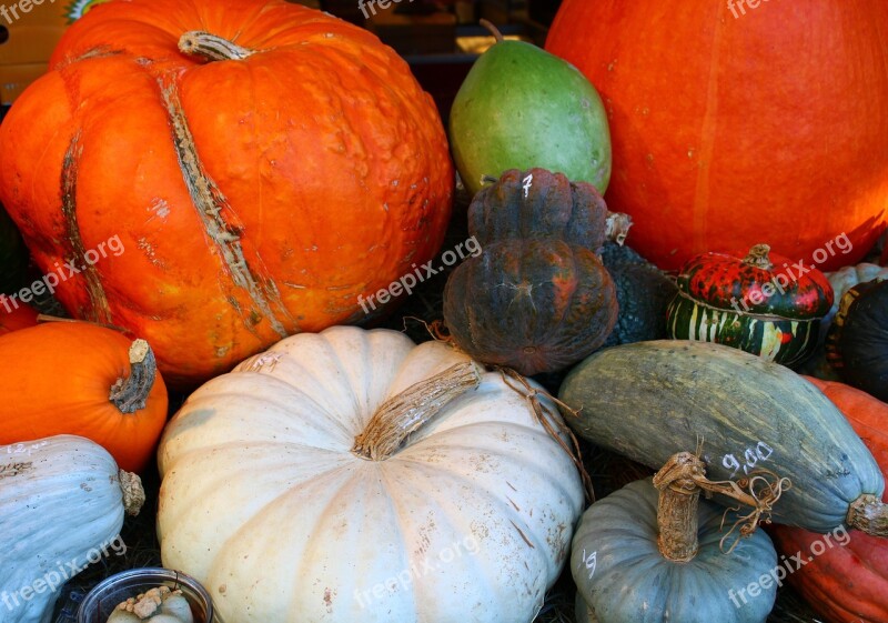 Still Life Pumpkin Autumn Orange Brown