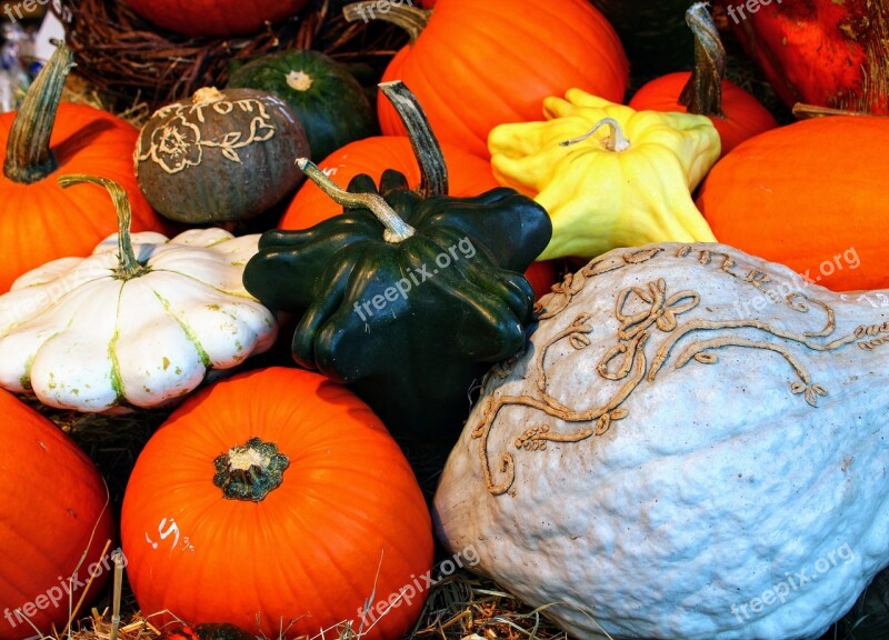 Still Life Pumpkin Autumn Orange Brown