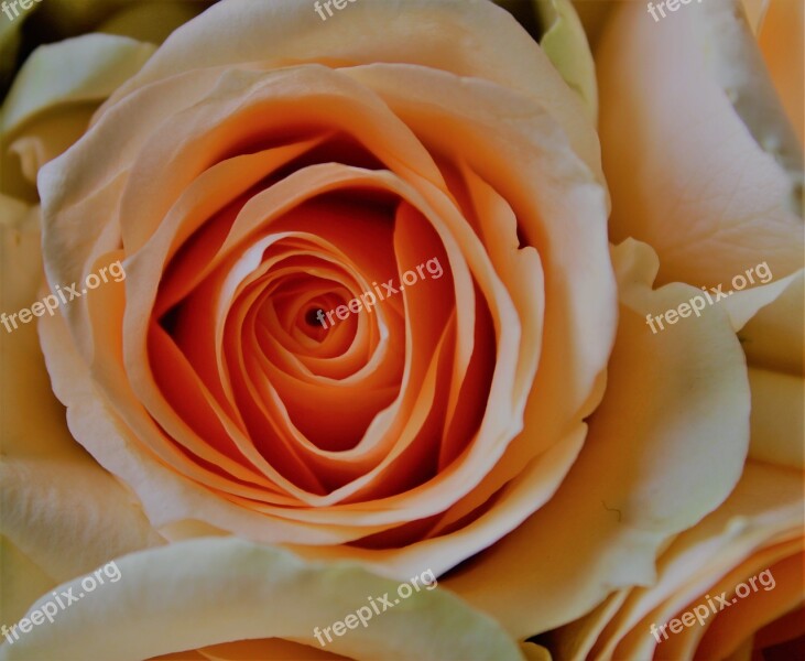 Rose Pale Orange Pastel The Roses Bloom