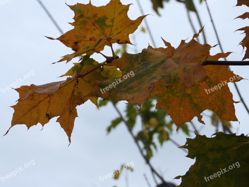 Autumn Leaf Autumn Golden Polish Autumn Leaf Foliage