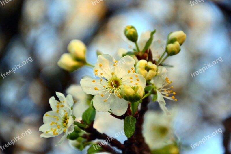 Cherry May Day Tree Nature Blossom Tree