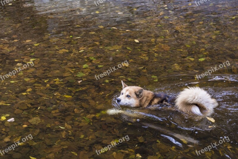 Dog Swim Nature Water Pet