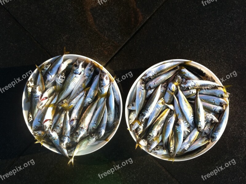 Fish Shells Sardines Free Photos