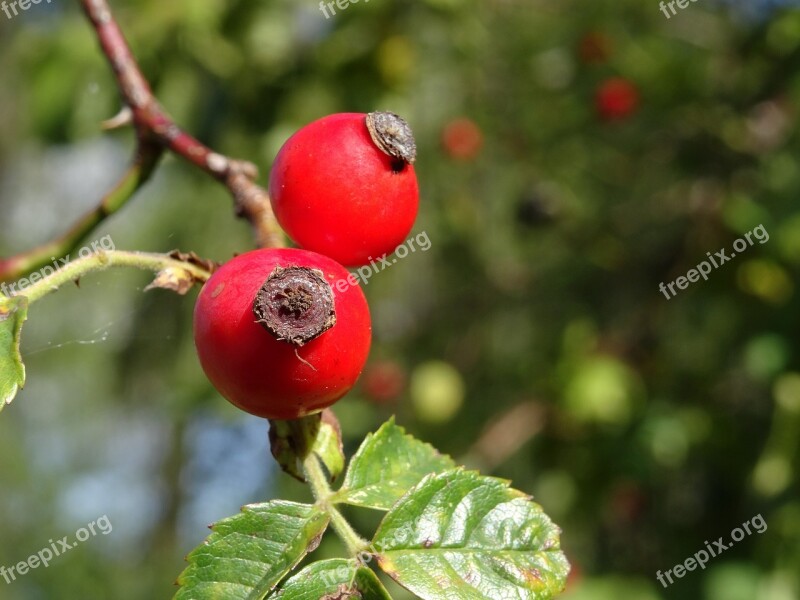 Rose Hip Autumn Red Bush Autumn Fruits