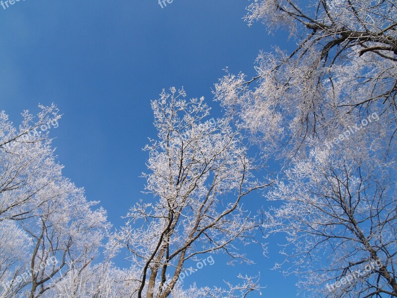 Winter Tree Forest Winter Trees Wintry