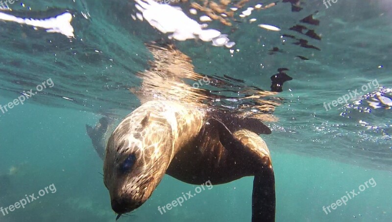 Seal Snorkel Duiker Island Free Photos