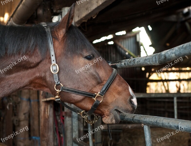 Horse Bite Play Animal Free Photos