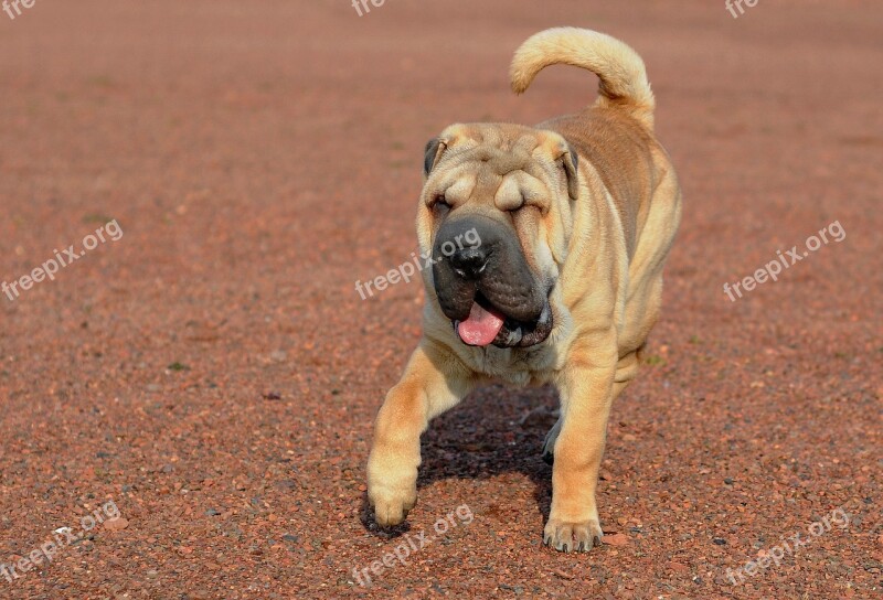 Dog Sharpei Run Language Animal