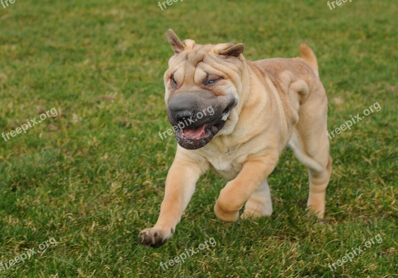 Dog Sharpei Run Language Animal