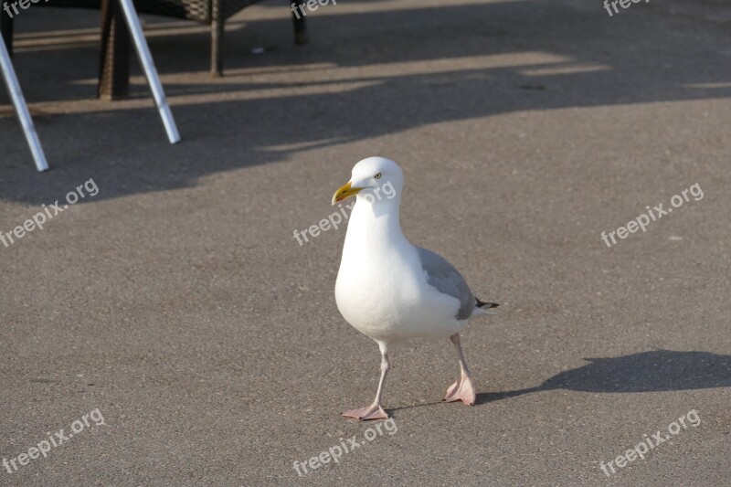 Seagull Bird Wi Nature Gull