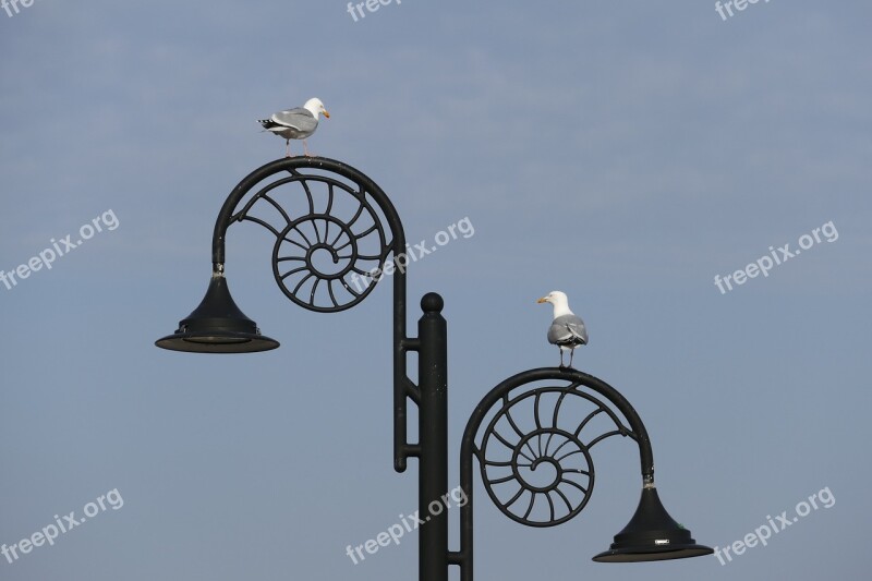 Nature Seagulls Couple Jurassic Coast Bird