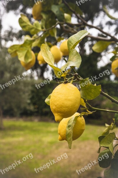 Lemons Yellow Fruit Sour Citrus Fruits